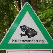 Krötenwanderung